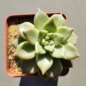 Graptoveria Bright ( China)