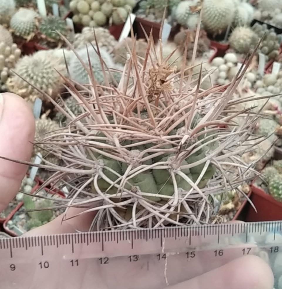 Gymnocalycium mazanense v. polуcephalum -Koehres-