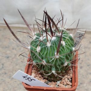 455 Echinofossulocactus lloydii