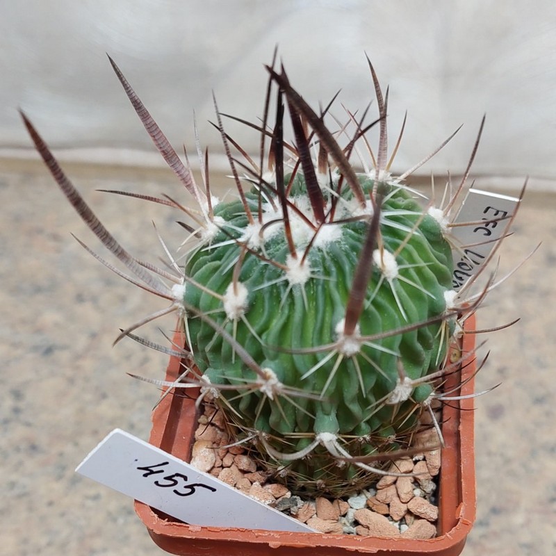 455 Echinofossulocactus lloydii