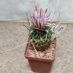 456 Echinofossulocactus lloydii