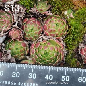 sempervivum S13 (ціна за одну розетку)