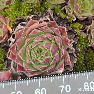 sempervivum S12 (ціна за одну розетку)