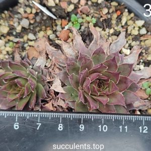 sempervivum 37 (ціна за одну розетку)