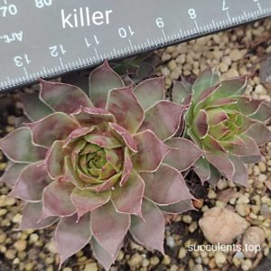 sempervivum Killer (ціна за одну розетку)