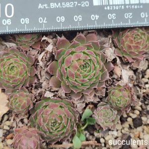sempervivum S10 (ціна за одну розетку)