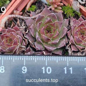 sempervivum S19 (ціна за одну розетку)