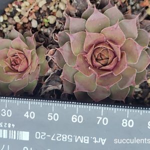 sempervivum S6 (ціна за одну розетку)