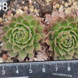 sempervivum S8 (ціна за одну розетку)
