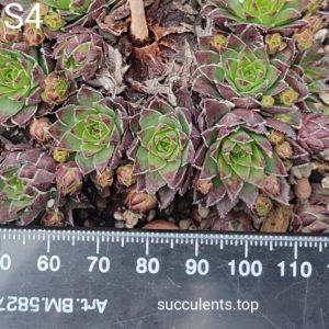 sempervivum S4 (ціна за одну розетку)
