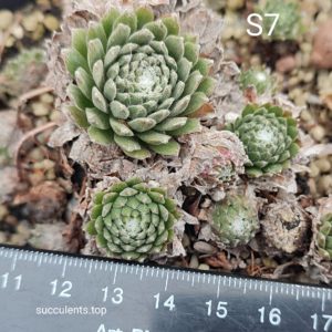 sempervivum S7 (ціна за одну розетку)