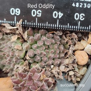 sempervivum Red Oddity (ціна за одну розетку)
