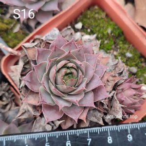 sempervivum S16 (ціна за одну розетку)