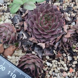 sempervivum Alesya (ціна за одну розетку)