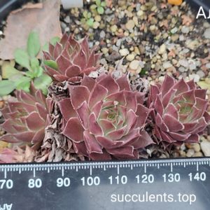 sempervivum Алхімік (ціна за одну розетку)