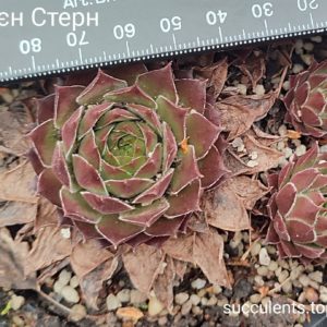 sempervivum Гельєрен Стерн  (ціна за одну розетку)