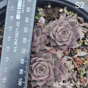 sempervivum S2 (ціна за одну розетку)
