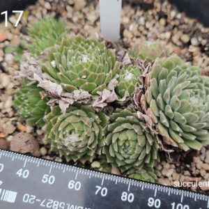 sempervivum S17 (ціна за одну розетку)