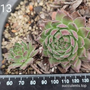 sempervivum 213 (ціна за одну розетку)
