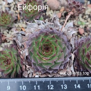 sempervivum Ейфорія (ціна за одну розетку)
