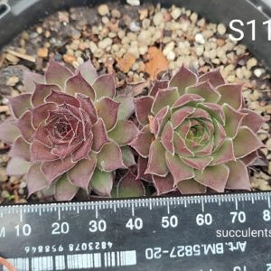 sempervivum S11 (ціна за одну розетку)