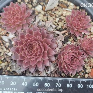 sempervivum Екзерна (ціна за одну розетку)