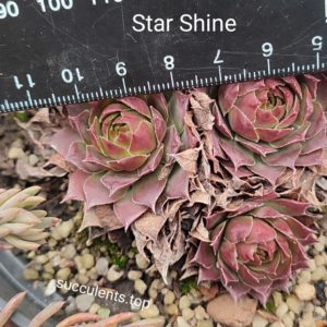 sempervivum Star Shine (ціна за одну розетку)