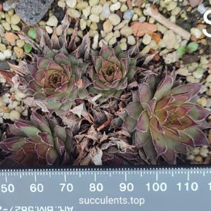 sempervivum S3 (ціна за одну розетку)