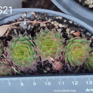 sempervivum S21 (ціна за одну розетку)