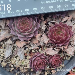 sempervivum S18 (ціна за одну розетку)