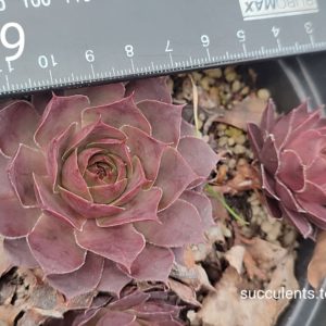 sempervivum S9 (ціна за одну розетку)
