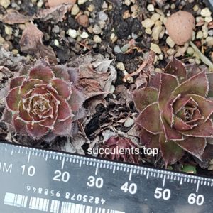 sempervivum 330 (ціна за одну розетку)