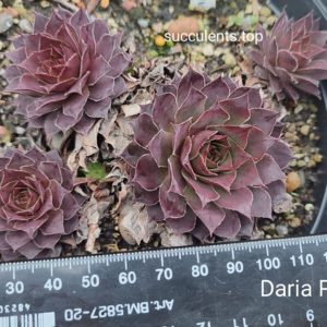 sempervivum Daria pink (ціна за одну розетку)