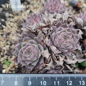 sempervivum ліловий (ціна за одну розетку)