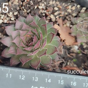 sempervivum 165 (ціна за одну розетку)