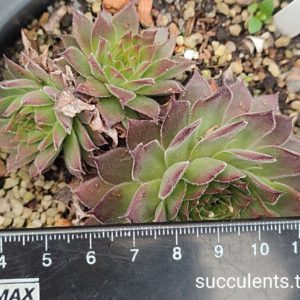 sempervivum 190 (ціна за одну розетку)