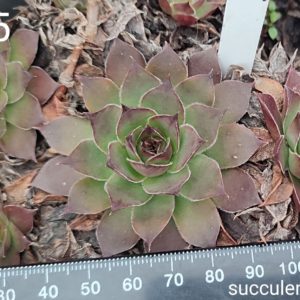 sempervivum S15 (ціна за одну розетку)