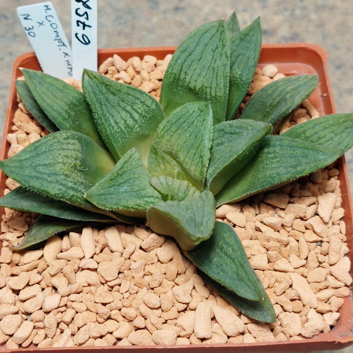 6752 Haworthia comptoniana x Haworthia VVG30