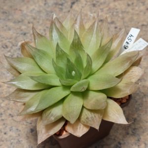 6754 Haworthia semiviva x cymbiformis