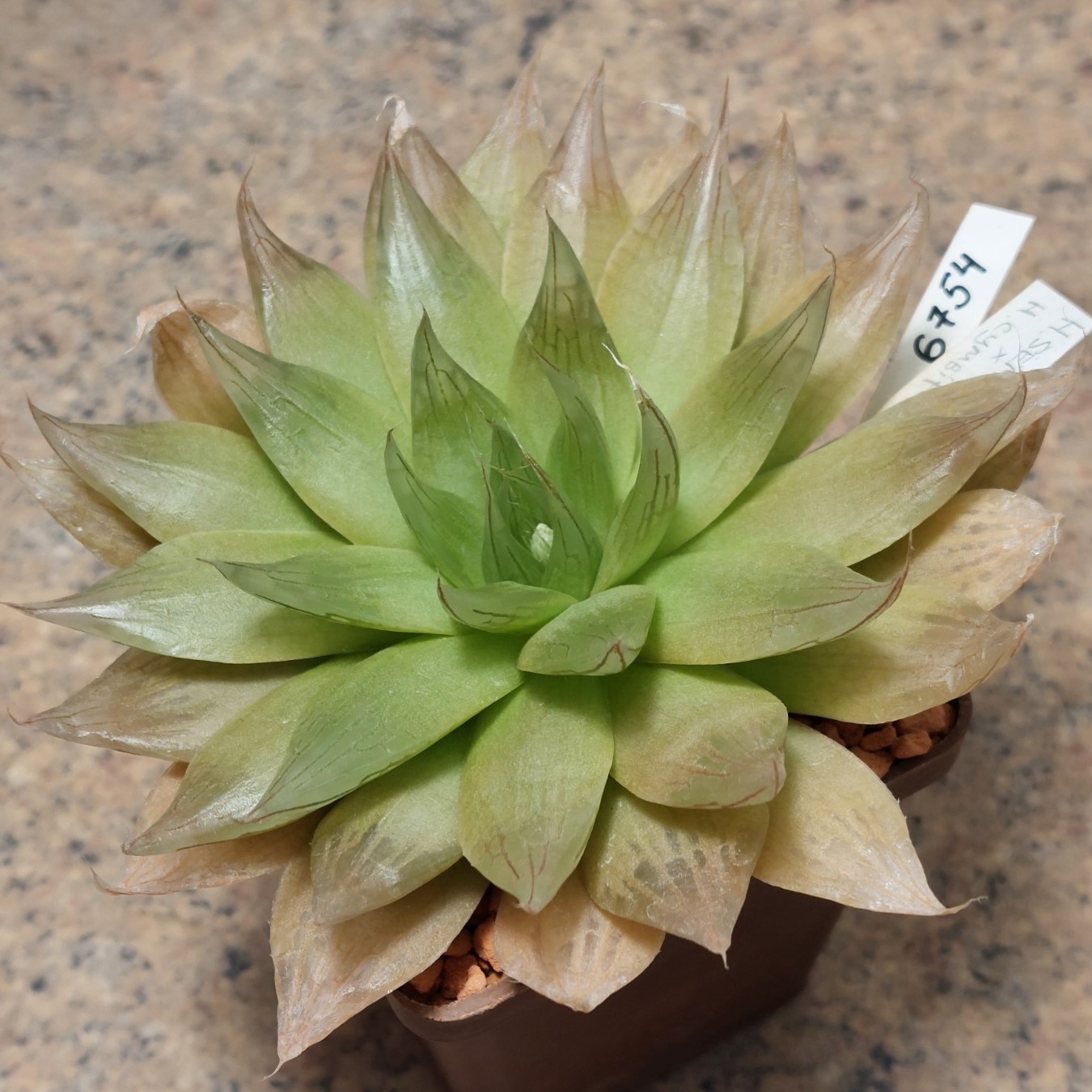 6754 Haworthia semiviva x cymbiformis