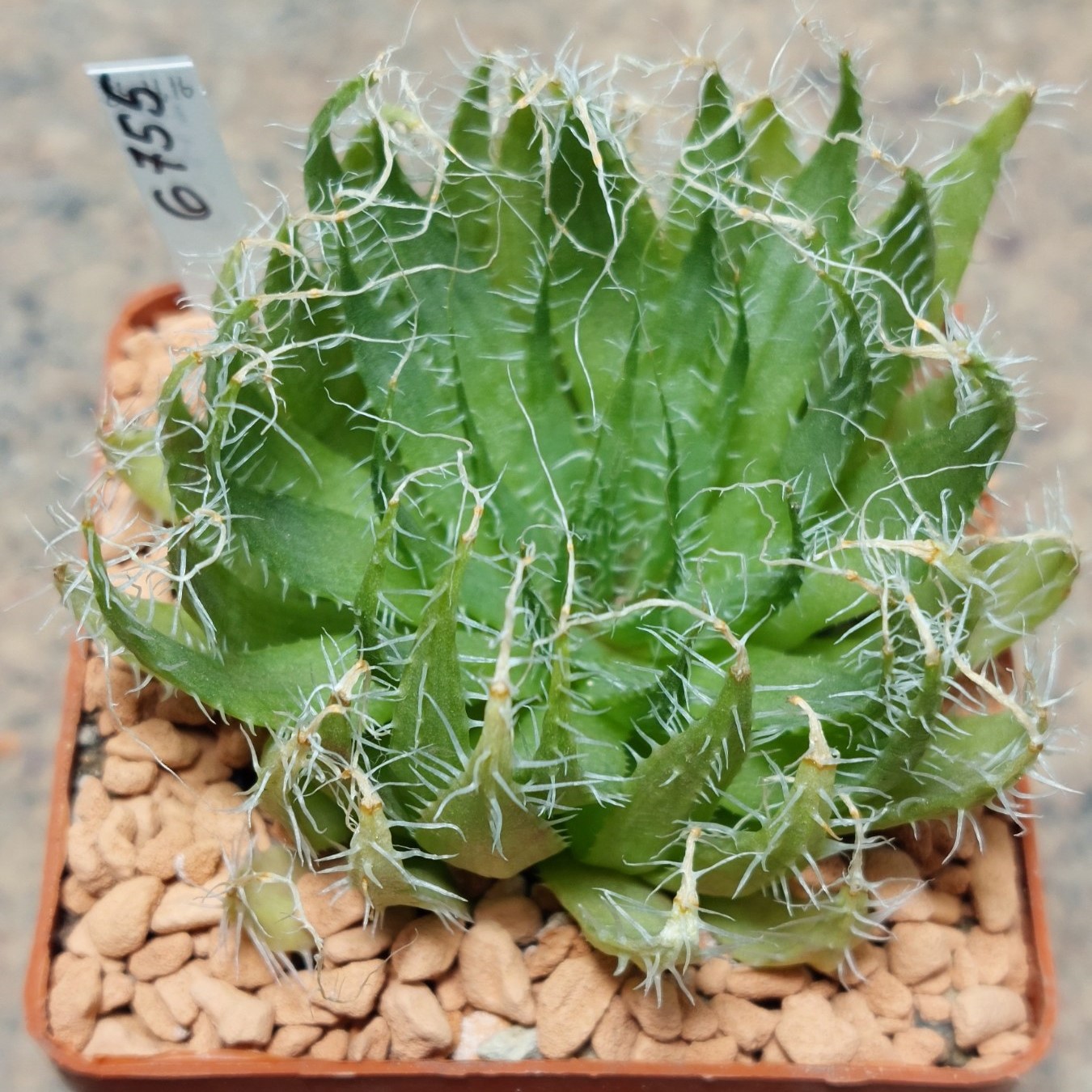 6755 Haworthia decipiens v. xiphiophylla