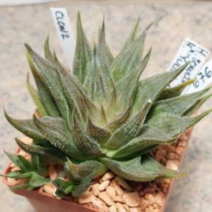 6760 Haworthia schultiana x retusa x comptoniana x Haworthia 'Yulia' clon2