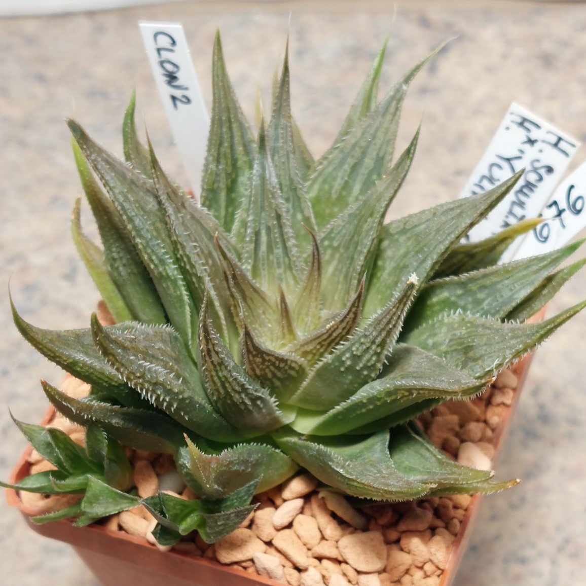 6760 Haworthia schultiana x retusa x comptoniana x Haworthia 'Yulia' clon2