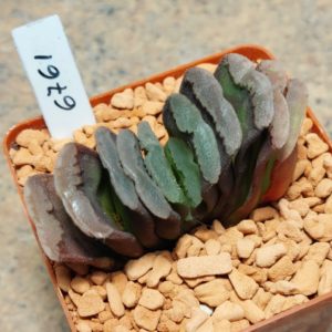 6761 Haworthia truncata hybrid