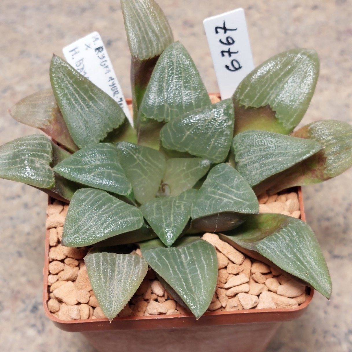 6767 Haworthia bayeri hybrid