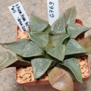 6769 Haworthia comptoniana hybrid