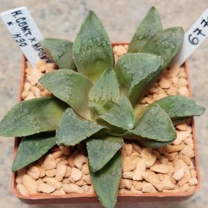 6770 Haworthia comptoniana x VVG30