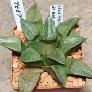 6772 Haworthia comptoniana hybrid
