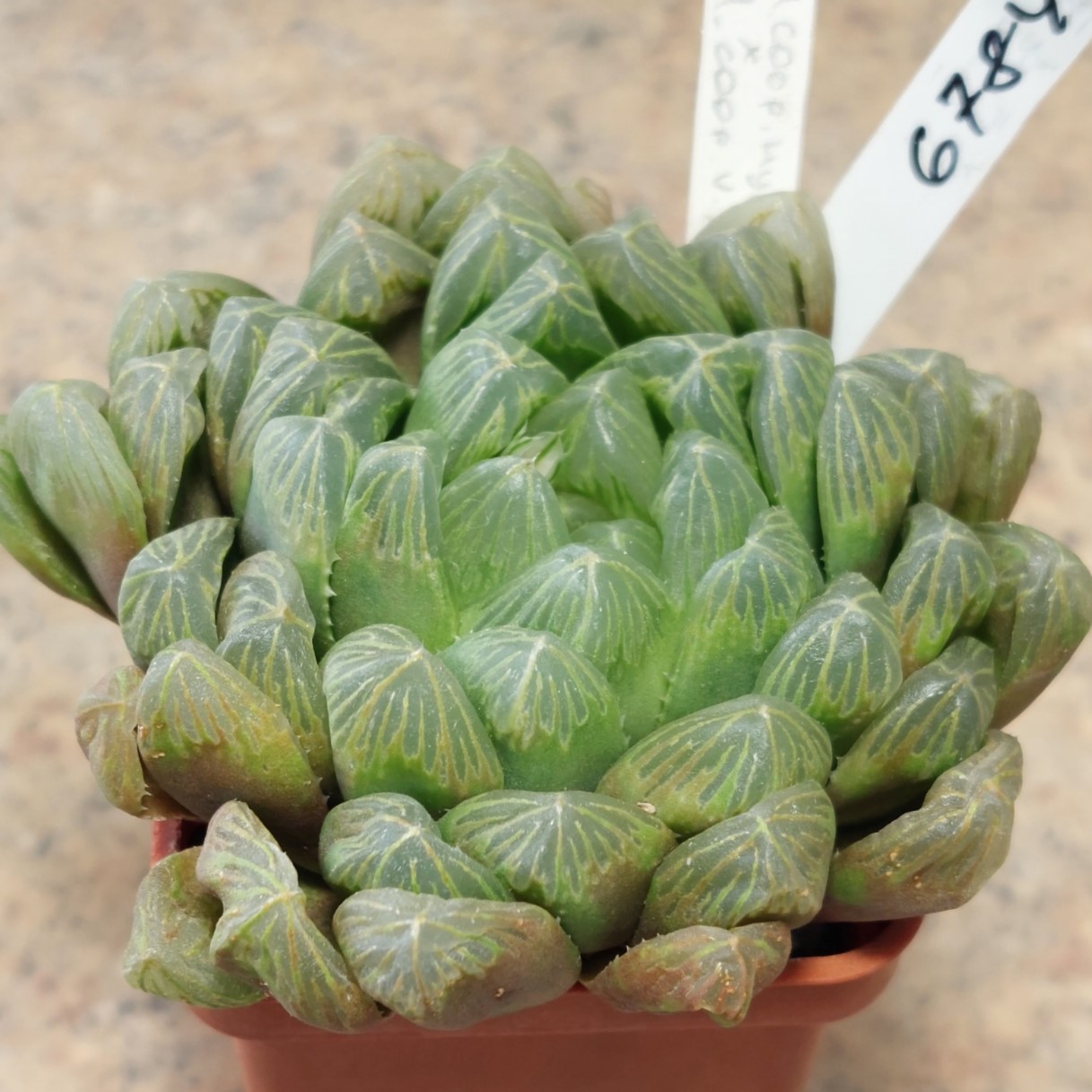 6784 Haworthia cooperi v.dielsiana hybrid