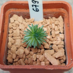 6793 Sedum multiceps